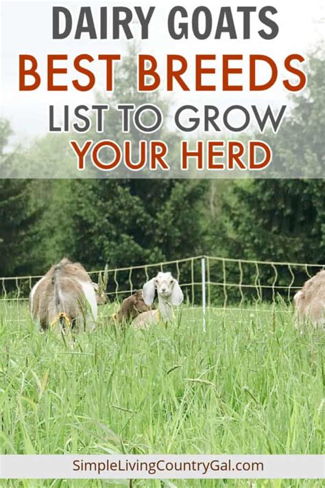 Dairy Goat Breeds | Simple Living Country Gal