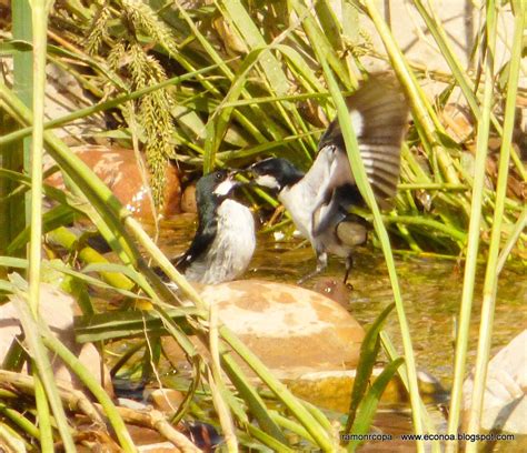 Aves Del Noa Y Algo Mas Corbatita Overo Sporophila Lineola