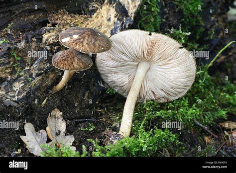 Pluteus umbrosus, known as velvet shield, wild mushroom from Finland ...