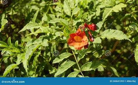 Campsis Radicans Also Known As Trumpet Creeper Stock Image Image Of