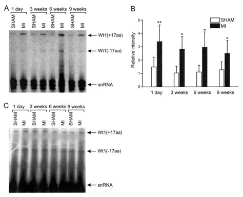 The Wilms Tumor Suppressor Wt1 Is Expressed In The Coronary