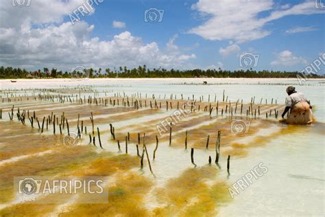 AFRIPICS - Seaweed farming in the Indian Ocean.