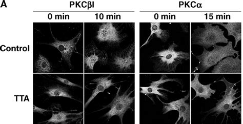 The Nuclear Translocation Of Protein Kinase C Pkc And Pkc In