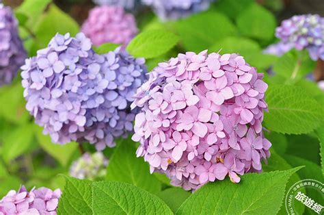 繡球花季 桃園、士林官邸皆有繡球花展 觸食旅