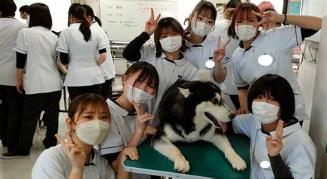 【動物看護師学科】大型犬の保定をしました 最新情報・ブログ 国際ペット総合専門学校