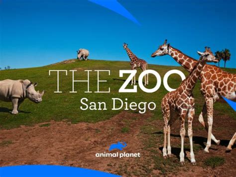 The Zoo: San Diego: Season Two Renewal for Animal Planet Series ...