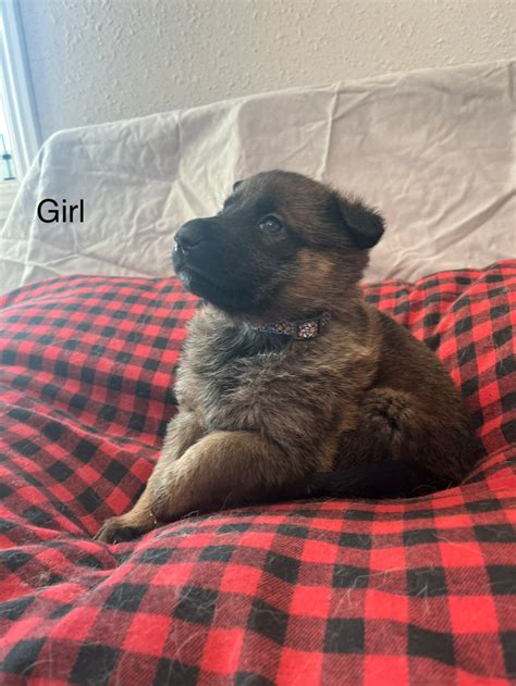 German Shepherd/ Belgian Malinois aka Shepinois puppies | Dogs ...