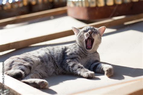 cute cat yawning Stock Photo | Adobe Stock