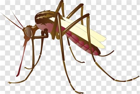 Mosquito Control Clip Art - Vector Mosquitoes Transparent PNG