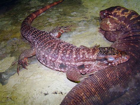 Red Tegu Wikipedia