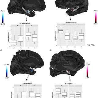 Sex Differences In Hippocampal Shape And Amygdala Shape A B