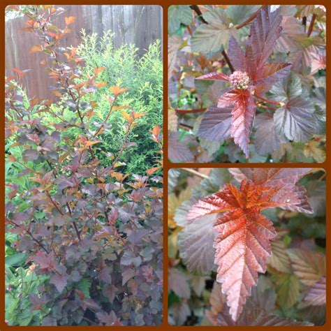 Physocarpus Opulifolius Lady In Red Ninebark Lady In Red