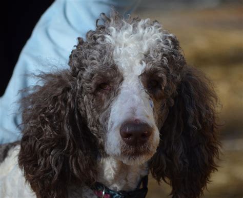 Poodle After Pictures (3/20/14) | michiganstandardpoodlerescue