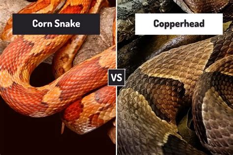 Corn Snake Vs Copperhead 7 Differences