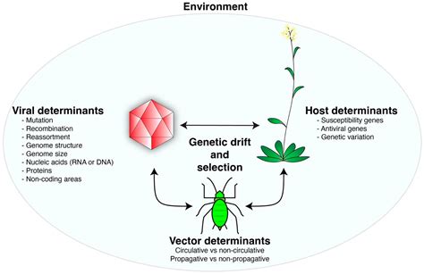 Pathogens Free Full Text Determinants Of Virus Variation Evolution And Host Adaptation