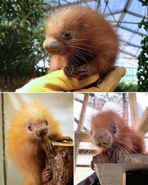 1 Minute - 🔥 This is the BABY PORCUPINE - The Cutest Spiky Puff! 😍
