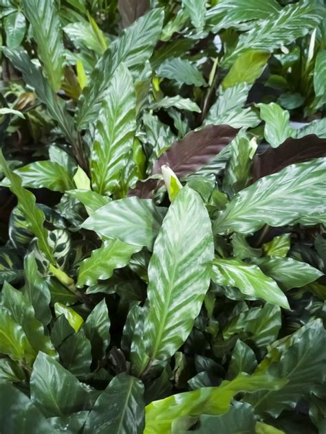 41 Calathea Varieties to Grow at Home