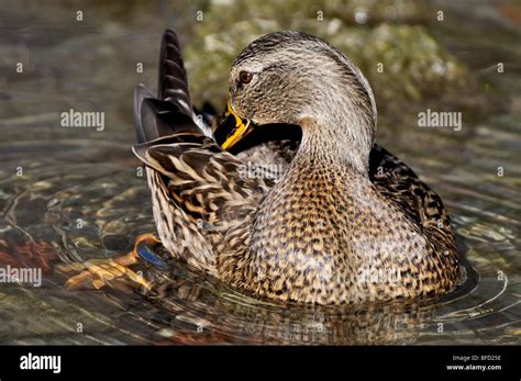 Canards Femelles Banque De Photographies Et Dimages Haute R Solution