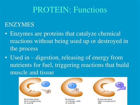 PPT - WHAT IS PROTEIN? PowerPoint Presentation, free download - ID:484413