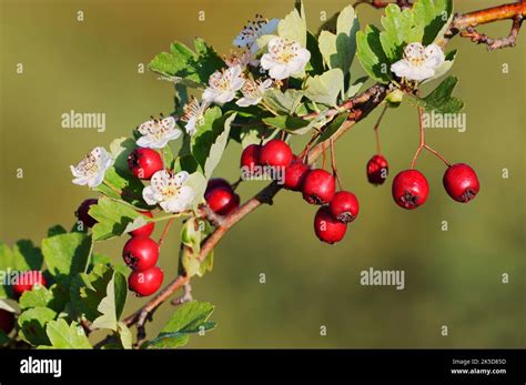 common hawthorn crataegus monogyna fruits  flowers  autumn