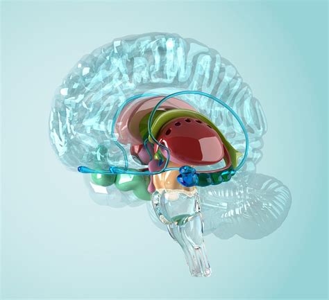 Brain Illustration By Oliver Burston Medical Illustration Animation