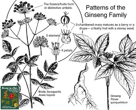 Wild Ginseng Plant Identification