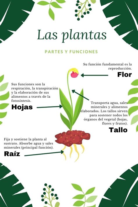 The Plant Life Cycle In Spanish