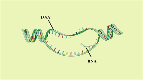 Trascrizione Del DNA Pillole Di Scienza YouTube