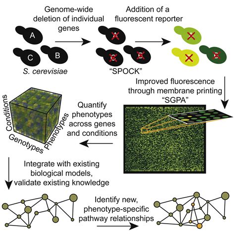 Systematic Gene To Phenotype Arrays A High Throughput Technique For