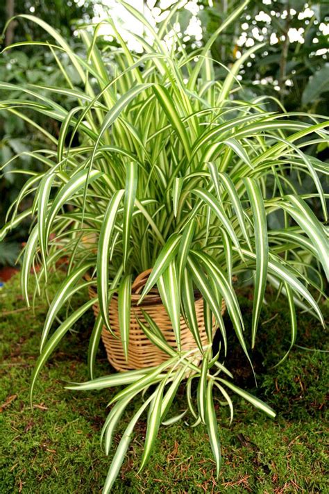 Spider Plant Guide How To Grow Care For Chlorophytum Comosum Artofit