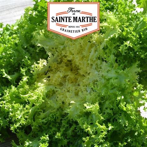 Chicorée frisée de Meaux 500 graines La ferme Sainte Marthe Leroy