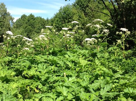 Борщевик Фото Крупным – Telegraph