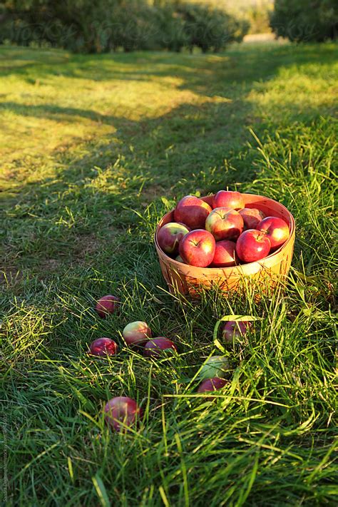 Red Apples In A Basket With Apple Orchard By Stocksy Contributor