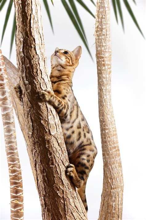 Free Bengal Cat Climbing On Tree Stock Photo