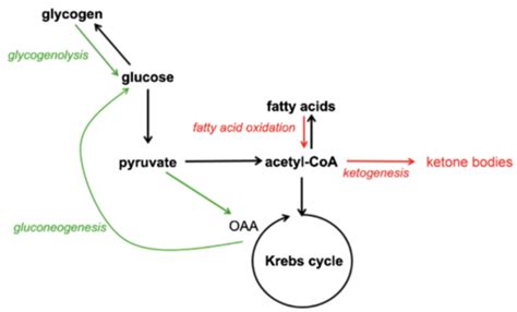 MCAT Bio Biochem 2 Flashcards Quizlet