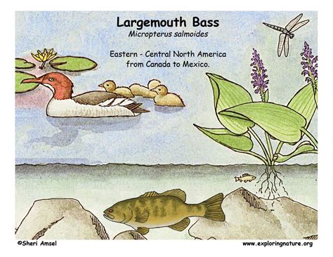 Bass (Largemouth)