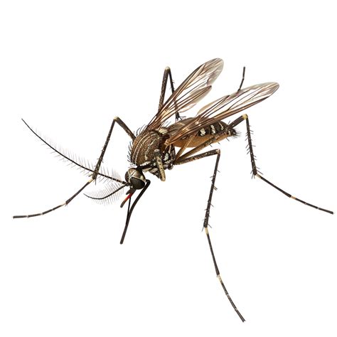 Mosquito Control & Prevention - Eastern NC To Tidewater VA