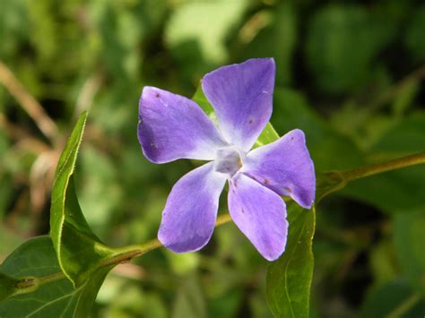 Greater Periwinkle - Vinca major, species information page. Also known