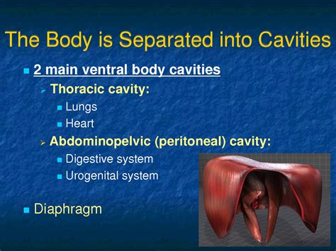 Solution Body Cavities And Mesenteries Presentation Studypool