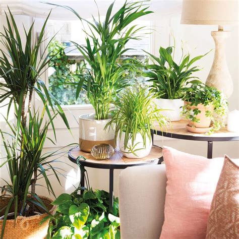 Descubre Los Diferentes Tipos De Plantas De Interior Para Decorar Tu