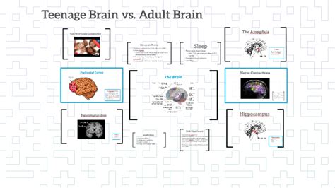 Teenage Brain Vs Adult Brain By Megan Lahey