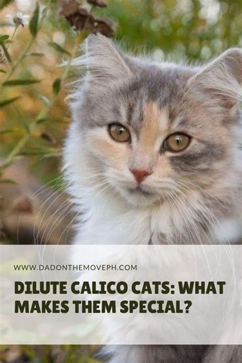 Discover the Unique Beauty of Dilute Calico Cats