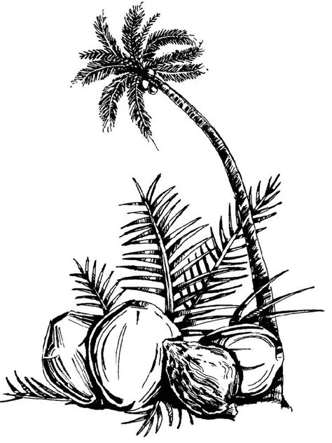 Coconut Tree Coloring Page - Coloring Home