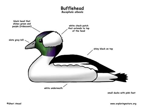 Duck (Bufflehead)