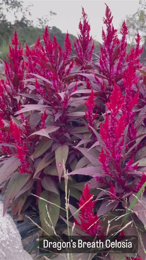 Celosia Dragon’s Breath – Fields for Ellie Flower & Farm Company