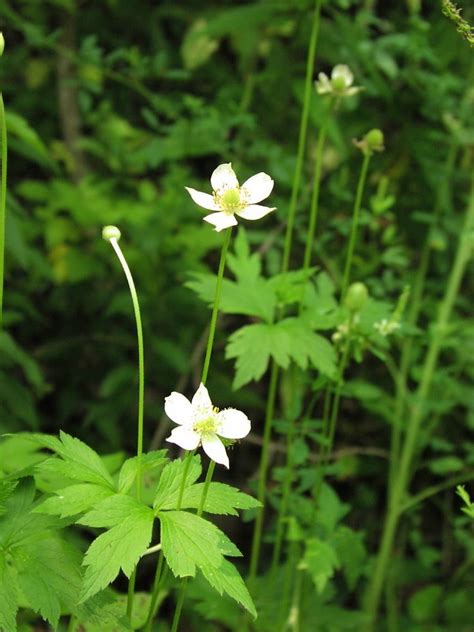 Anemone Virginiana Alchetron The Free Social Encyclopedia