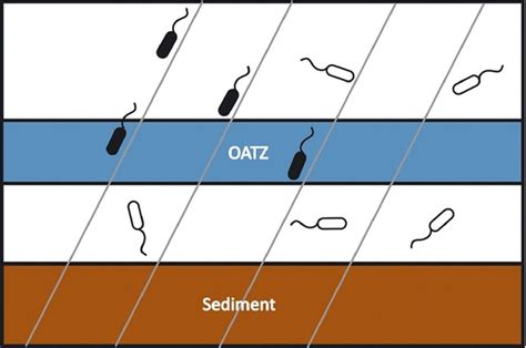 Magnetotactic Bacteria - microbewiki