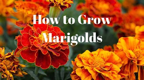 How Long Does A Marigold Plant Live