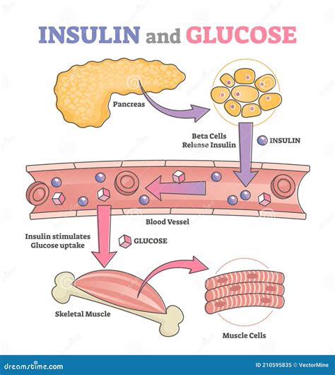 Insulin And Glucose Release Regulation Educational Scheme Outline