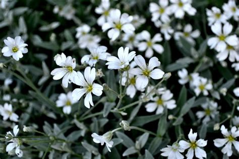 Cerastium Tomentosum Snow In Summer Dooble Flickr